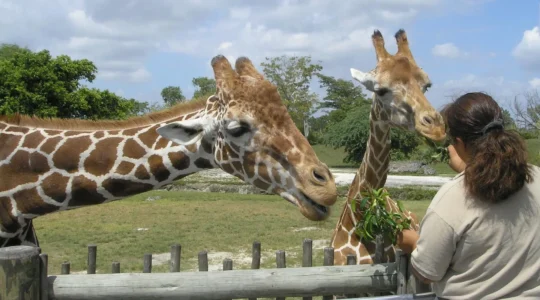 parc zoologique en Auvergne.png